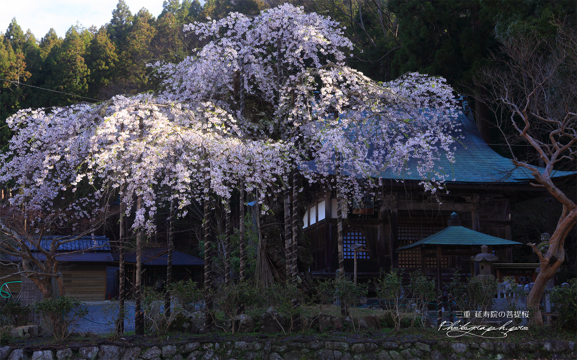 延寿院の菩提桜 本堂