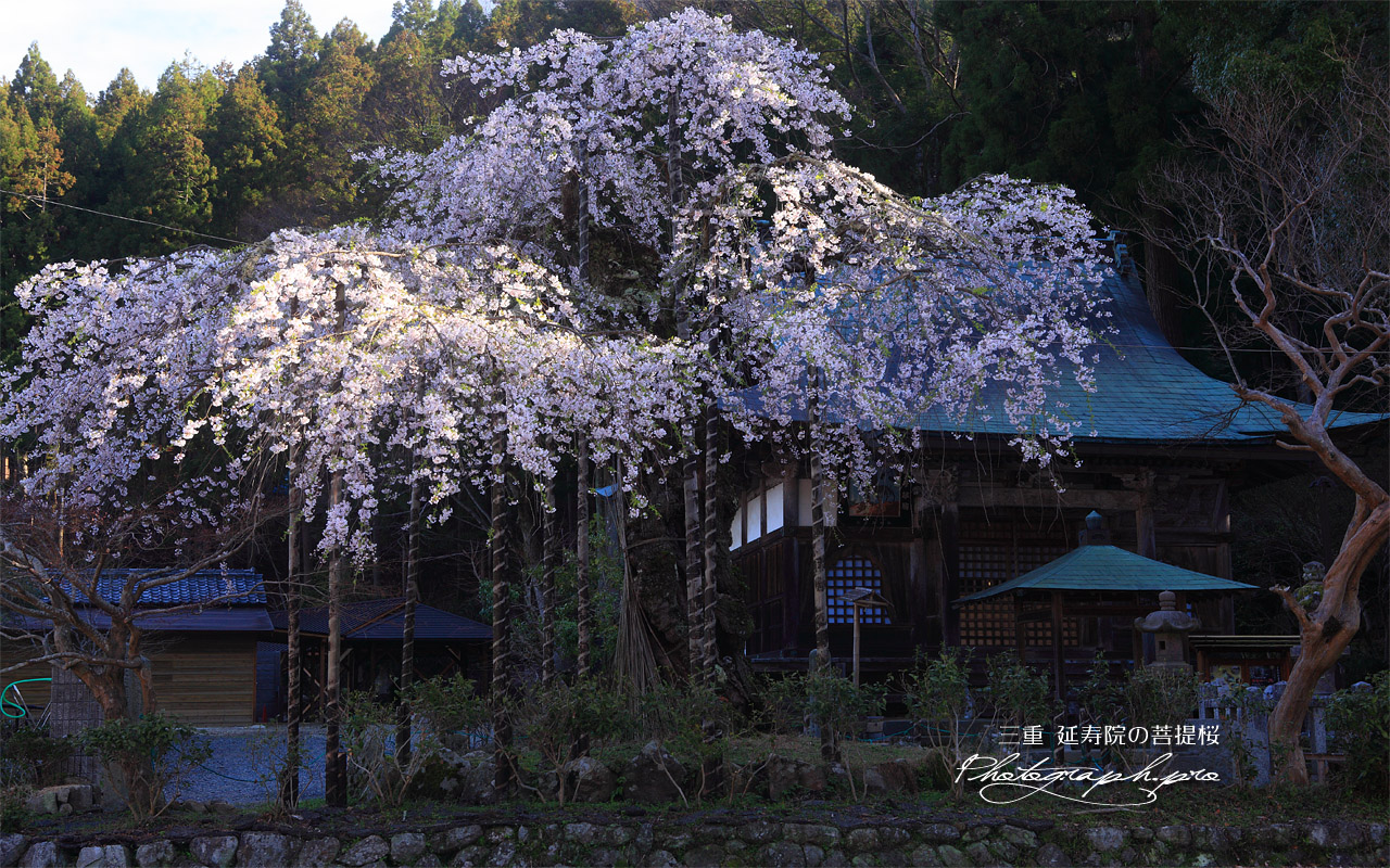 延寿院の菩提桜 本堂 壁紙