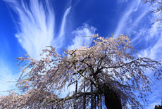 延寿院の菩提桜