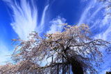 三重県の桜