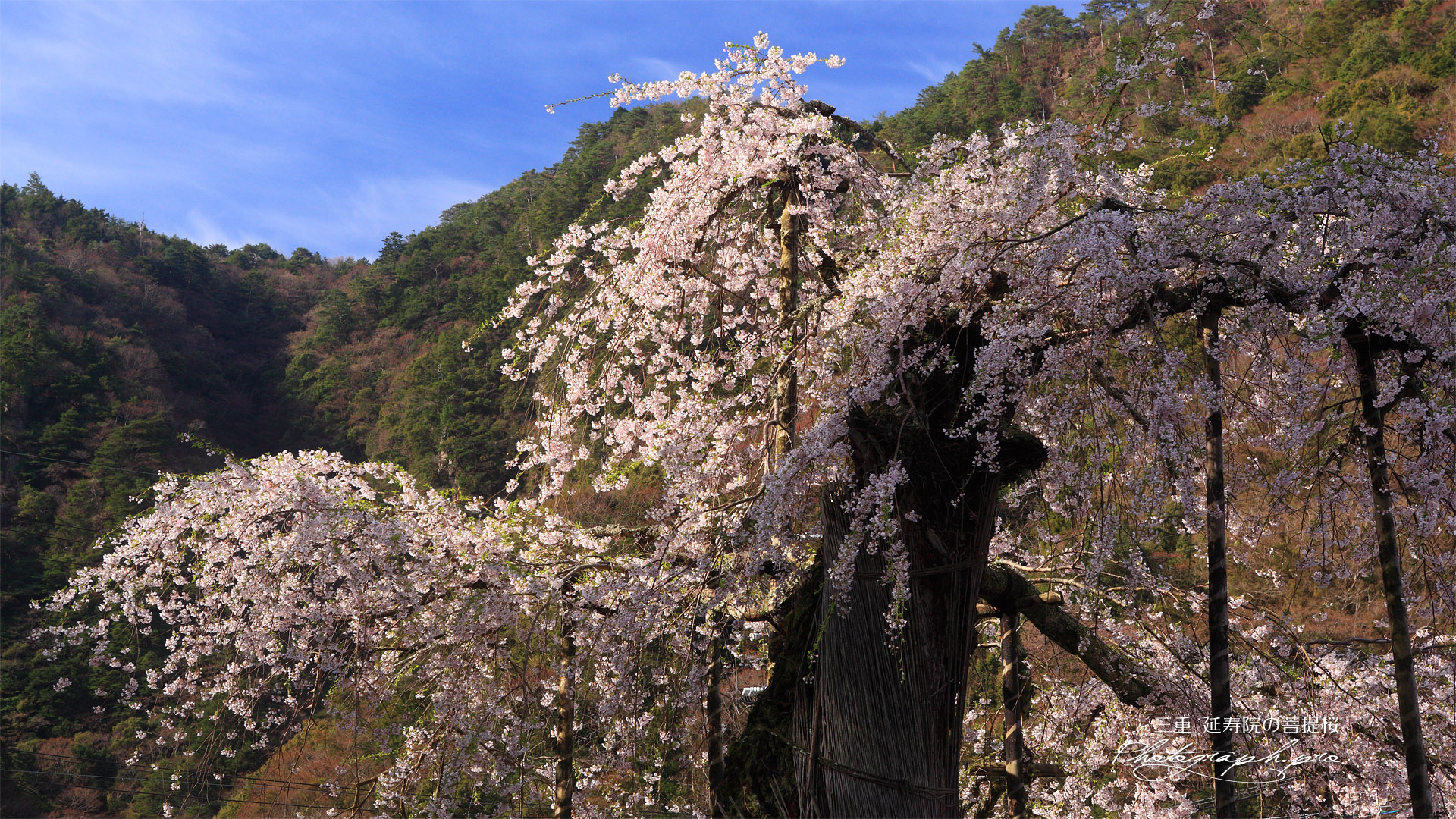 延寿院の菩提桜 朽腐した幹
