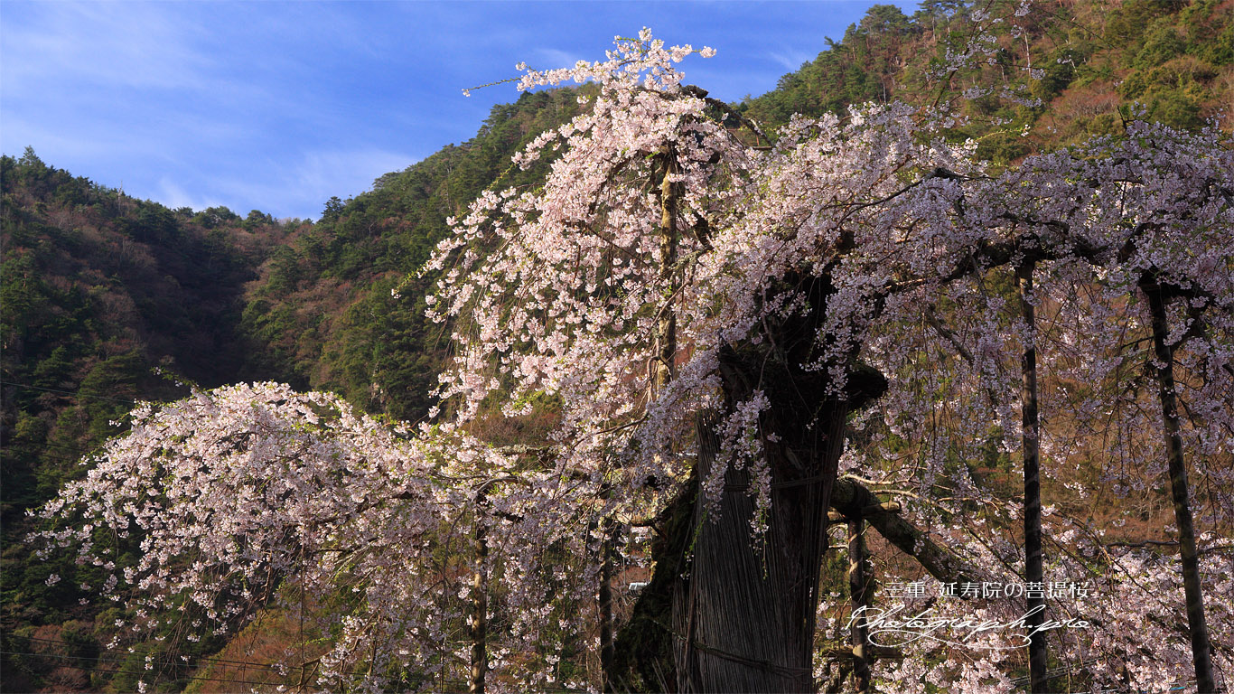 延寿院の菩提桜 朽腐した幹 壁紙