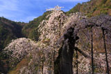 延寿院の菩提桜 朽腐した幹
