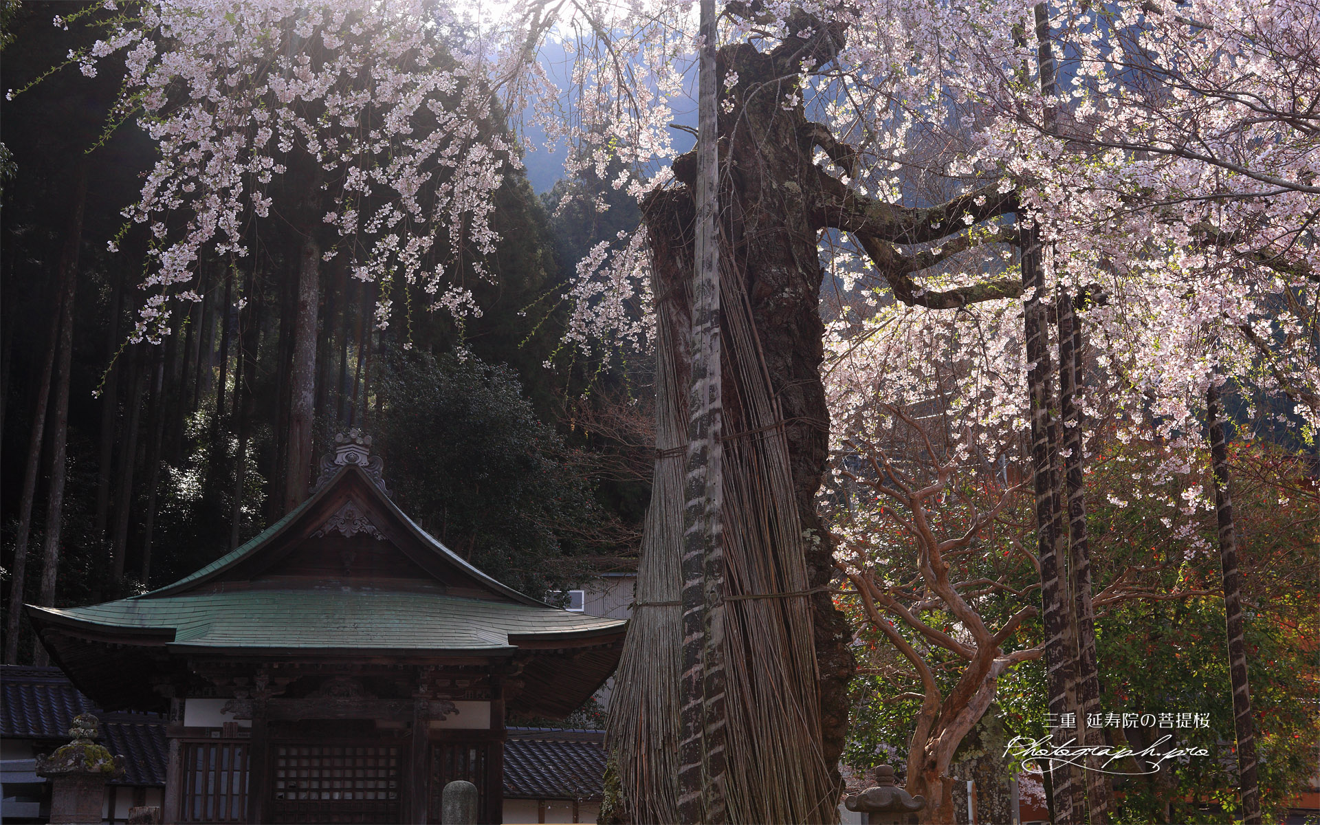 延寿院の菩提桜 観音堂