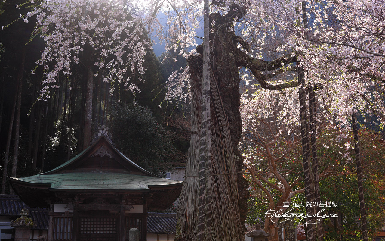 延寿院の菩提桜 観音堂 壁紙