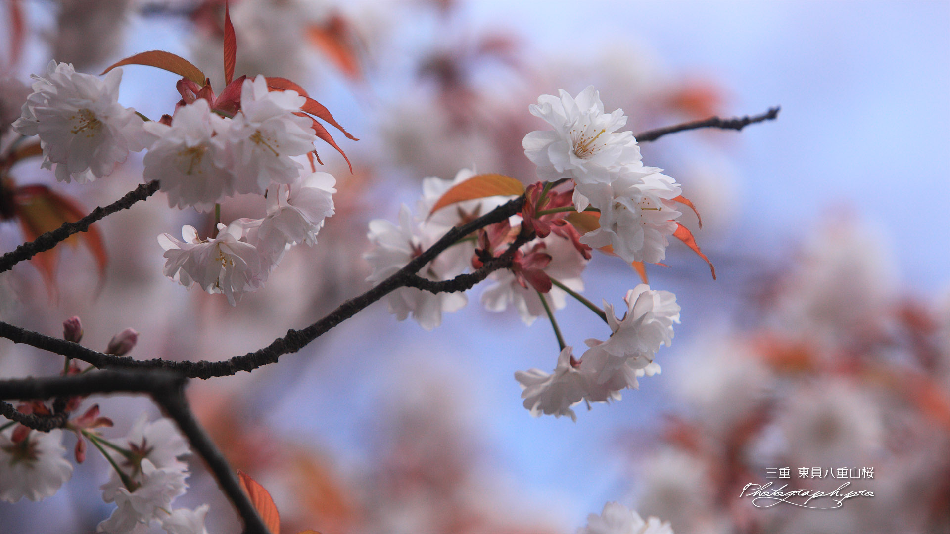 東員八重山桜