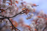 東員八重山桜