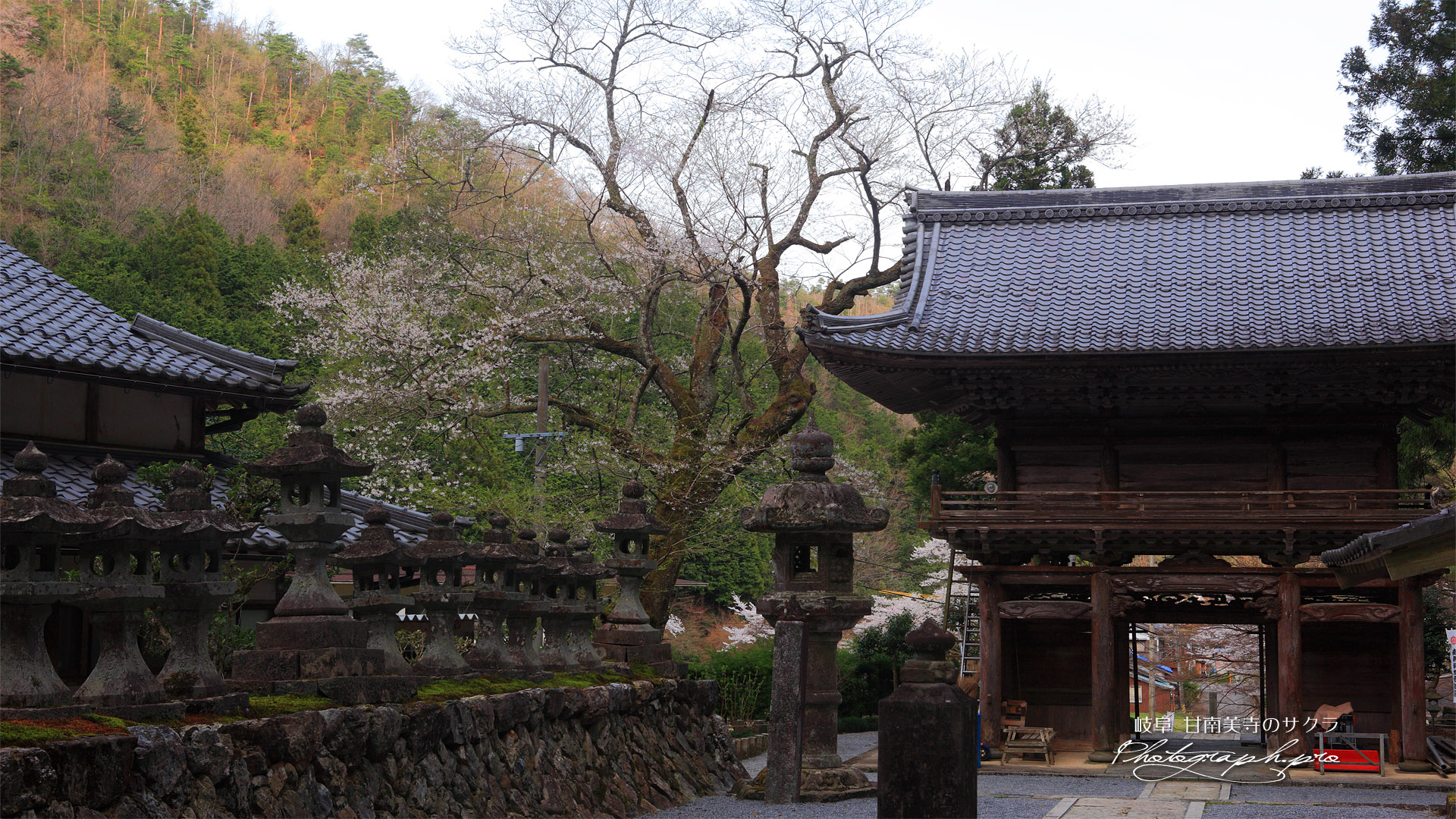 甘南美寺のサクラ
