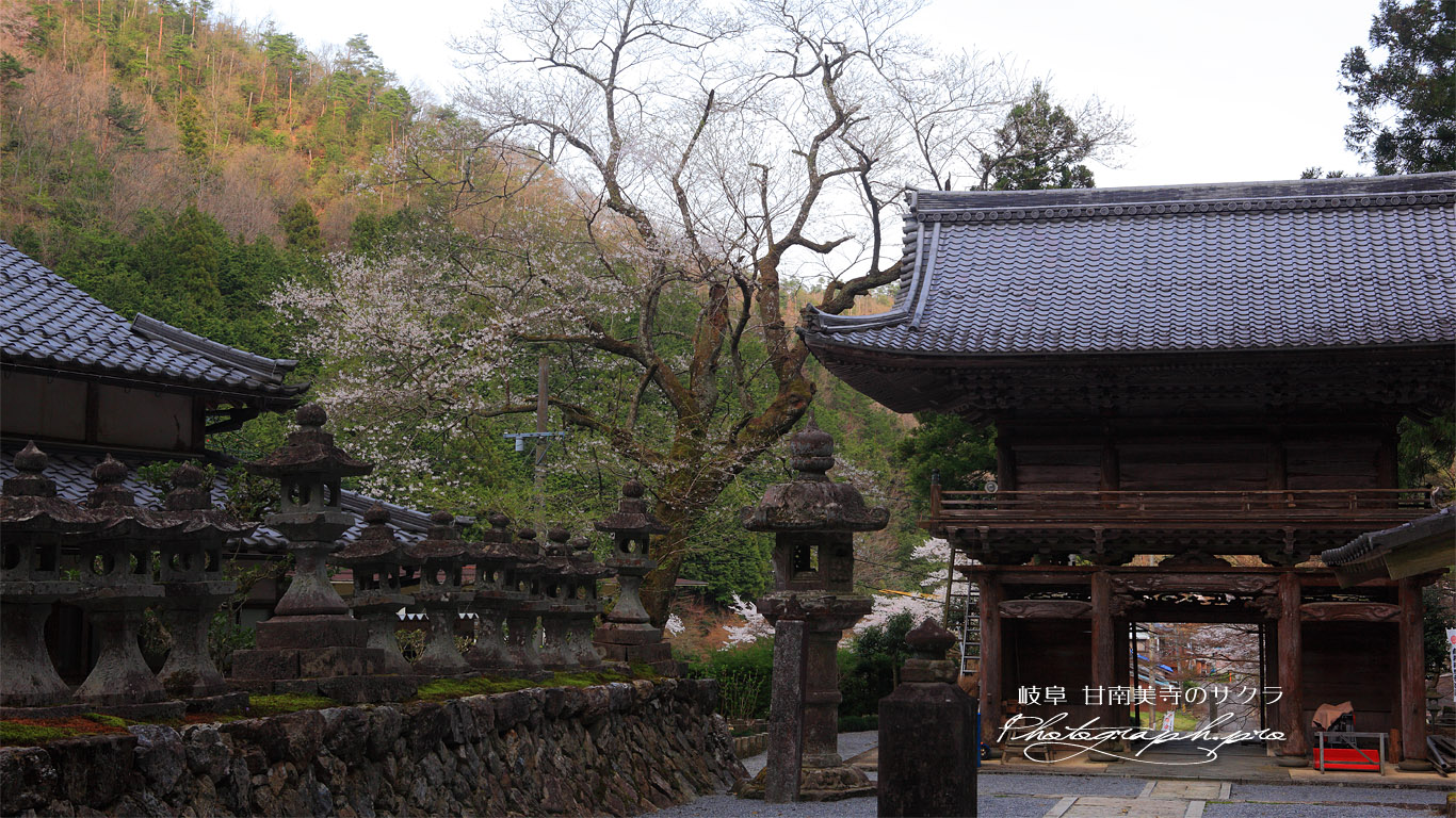 甘南美寺のサクラ 壁紙