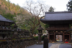 甘南美寺のサクラ