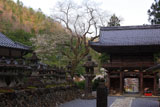 甘南美寺のサクラ