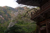 甘南美寺の桜