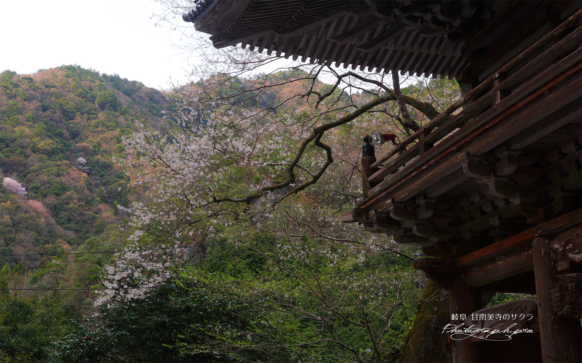 甘南美寺の桜