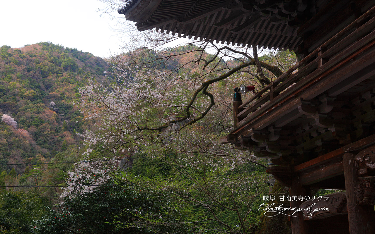 甘南美寺の桜 壁紙