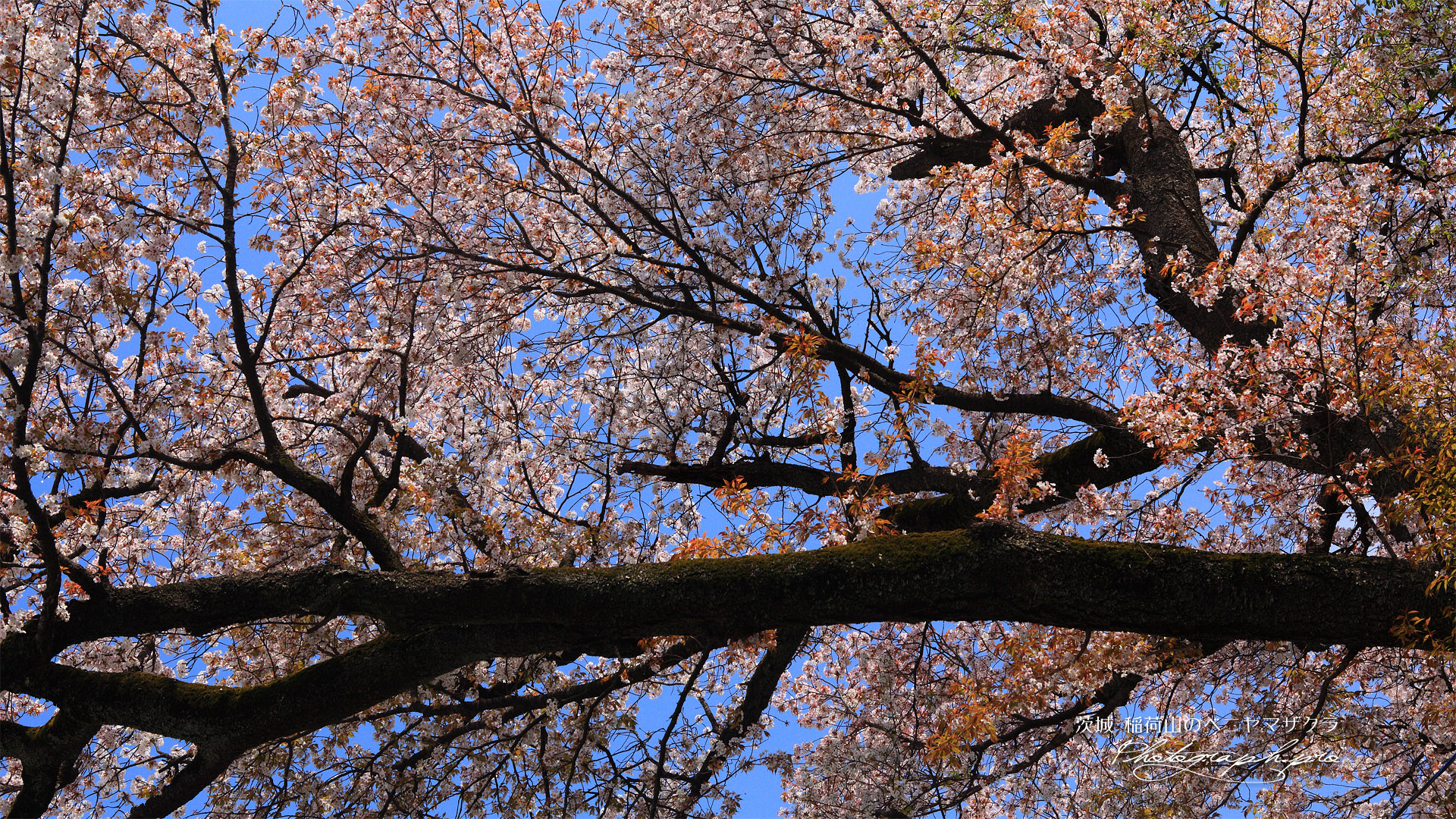 稲荷山の紅山桜
