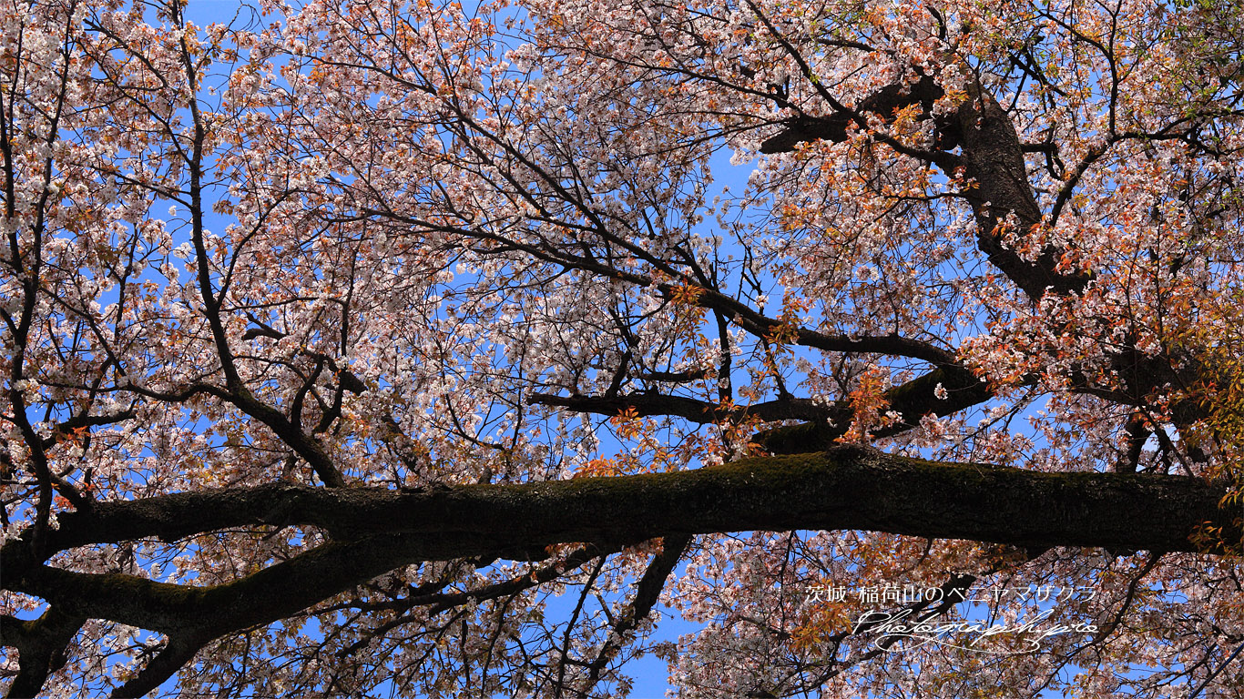 稲荷山の紅山桜 壁紙
