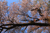 稲荷山の紅山桜