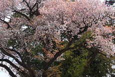 稲荷山のベニヤマザクラ