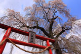 下市毛八坂神社しだれ桜