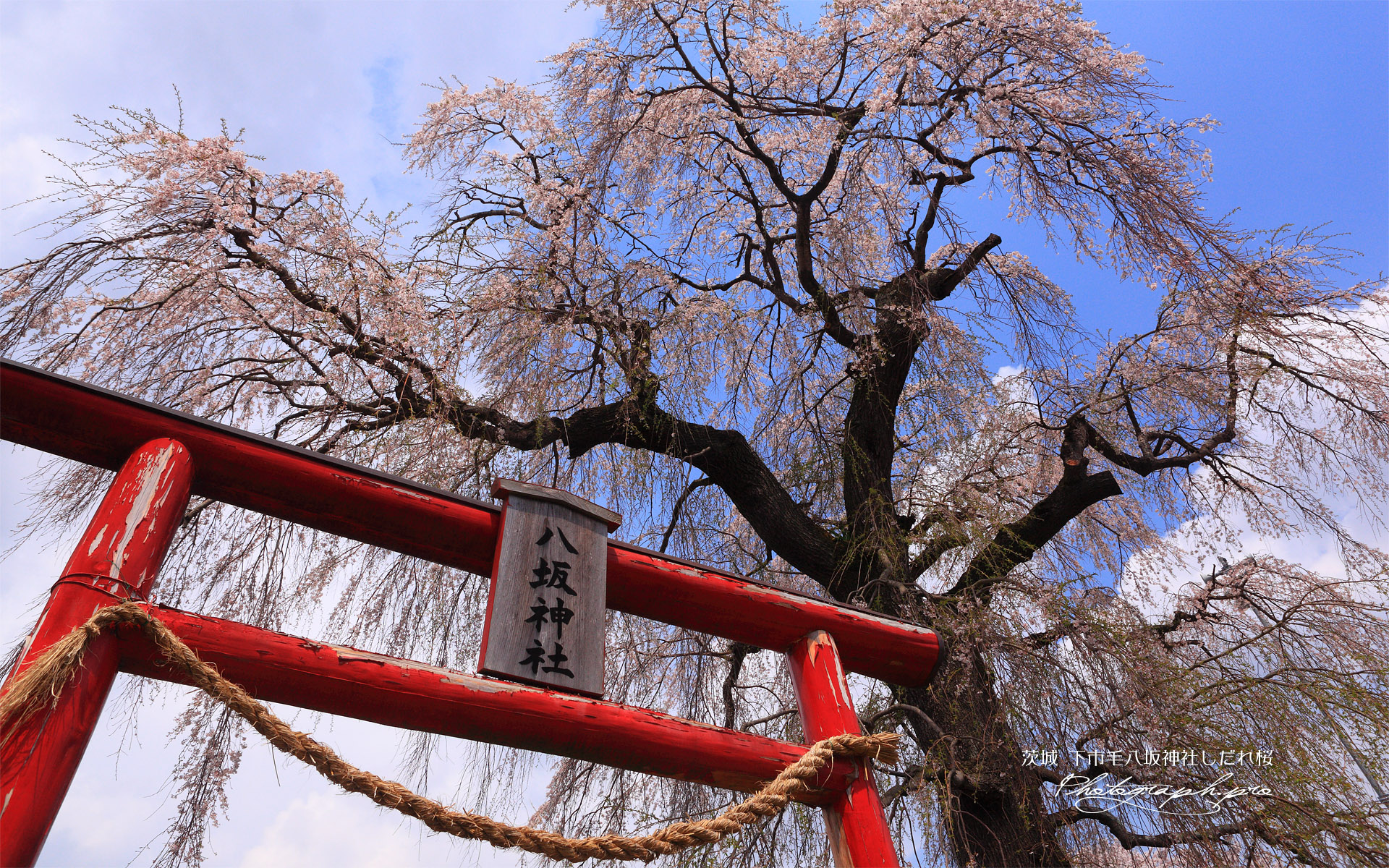 下市毛八坂神社しだれ桜
