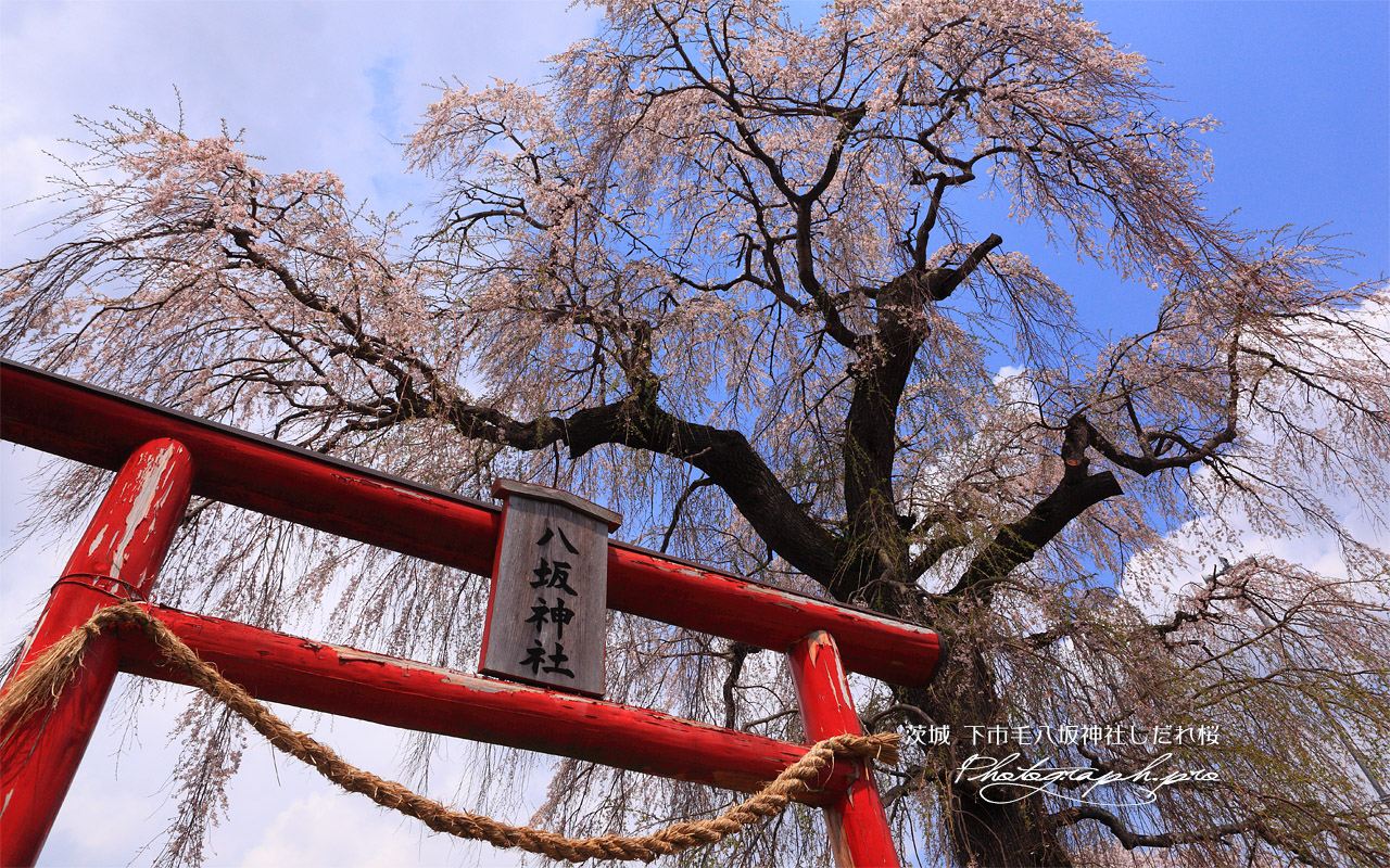 下市毛八坂神社しだれ桜 壁紙