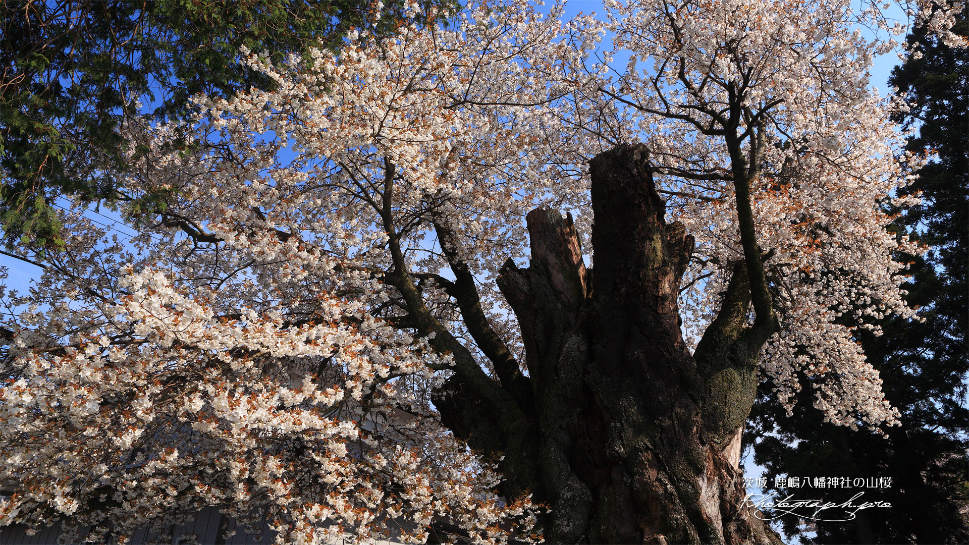鹿嶋八幡神社の山桜