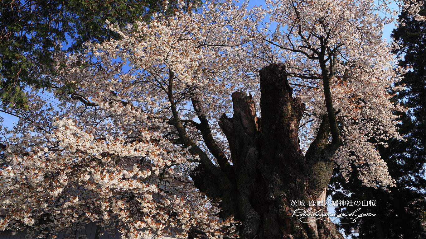 鹿嶋八幡神社の山桜 壁紙