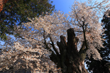 鹿嶋八幡神社の山桜