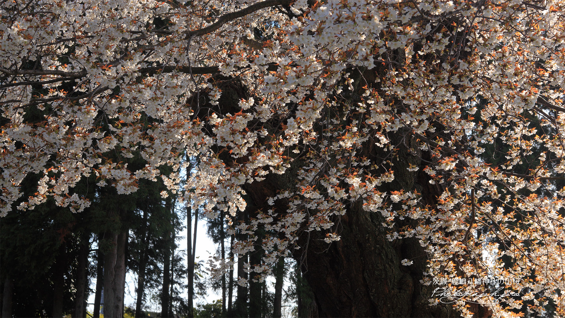 額田神社の山桜