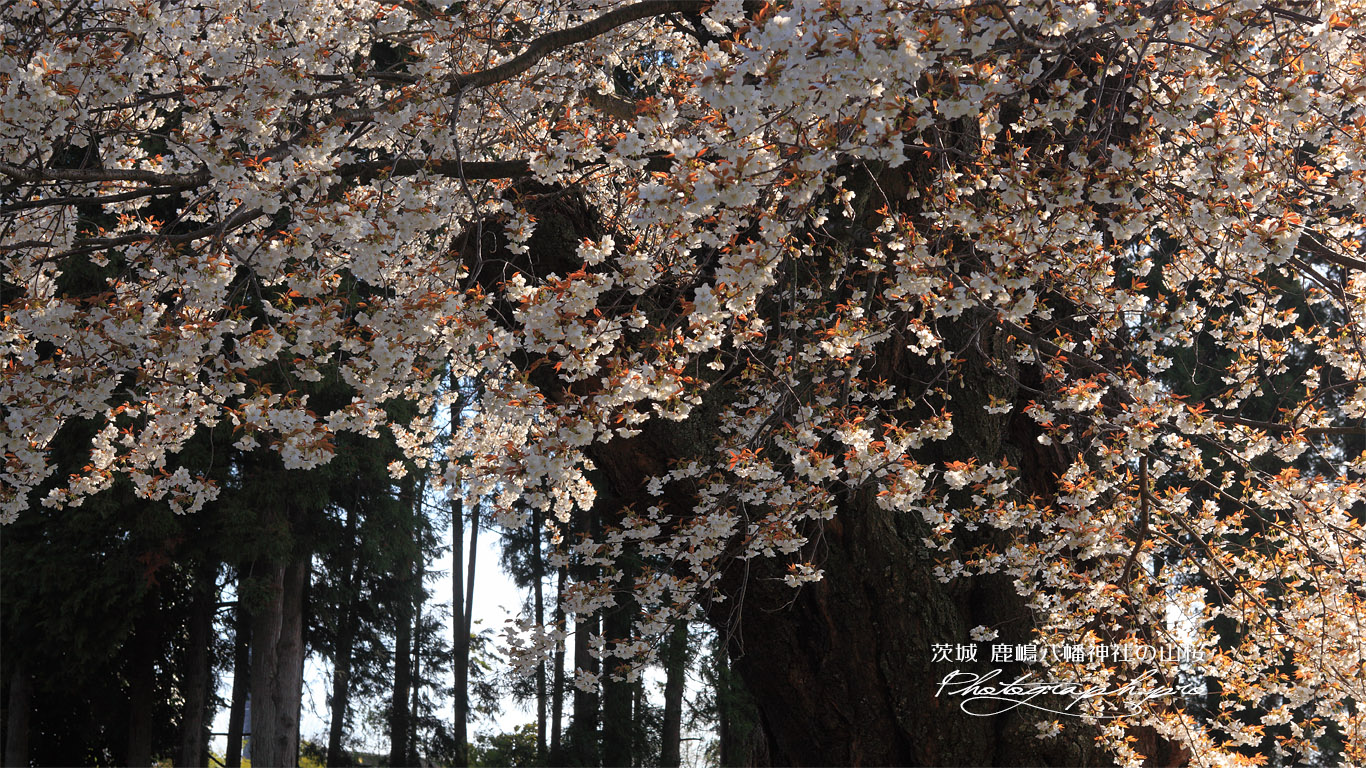 額田神社の山桜 壁紙