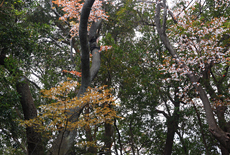 権現山のヤマザクラ
