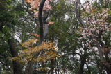 権現山のヤマザクラ