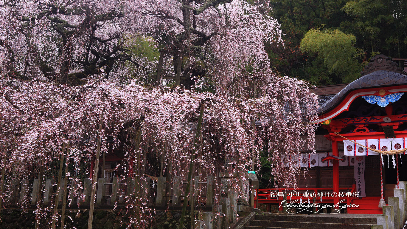 小川諏訪神社のシダレザクラ 壁紙