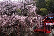 小川諏訪神社のシダレザクラ
