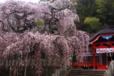 小川諏訪神社のシダレザクラ