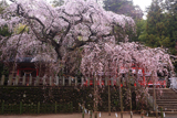 小川諏訪神社のシダレザクラ