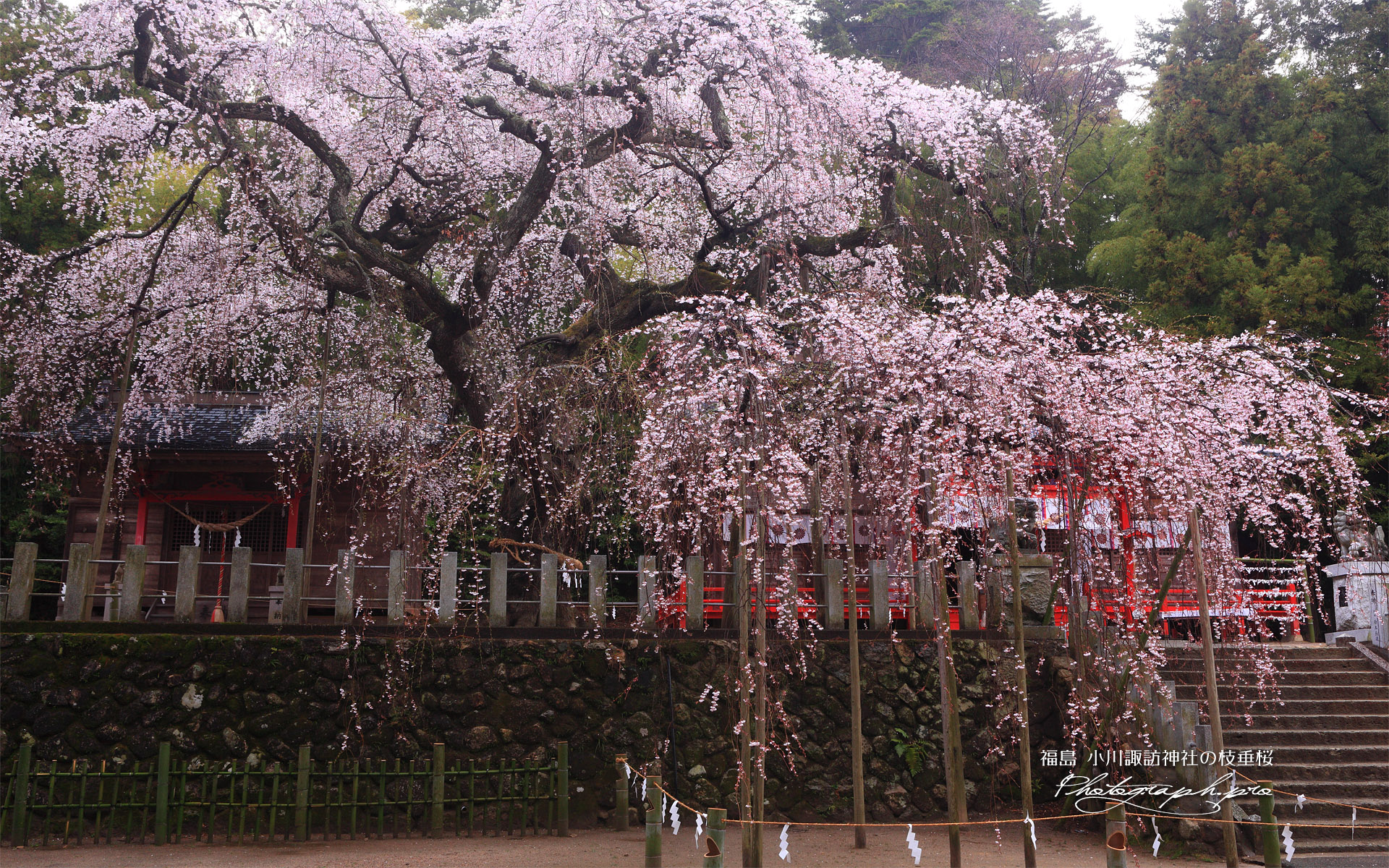 小川諏訪神社のシダレザクラ