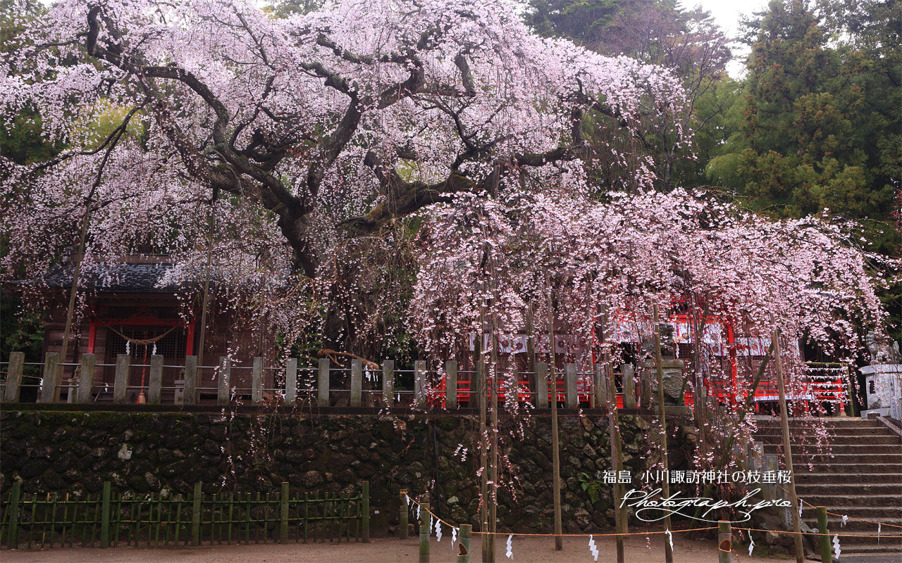 小川諏訪神社のシダレザクラ 壁紙