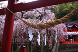 小川諏訪神社のしだれ桜