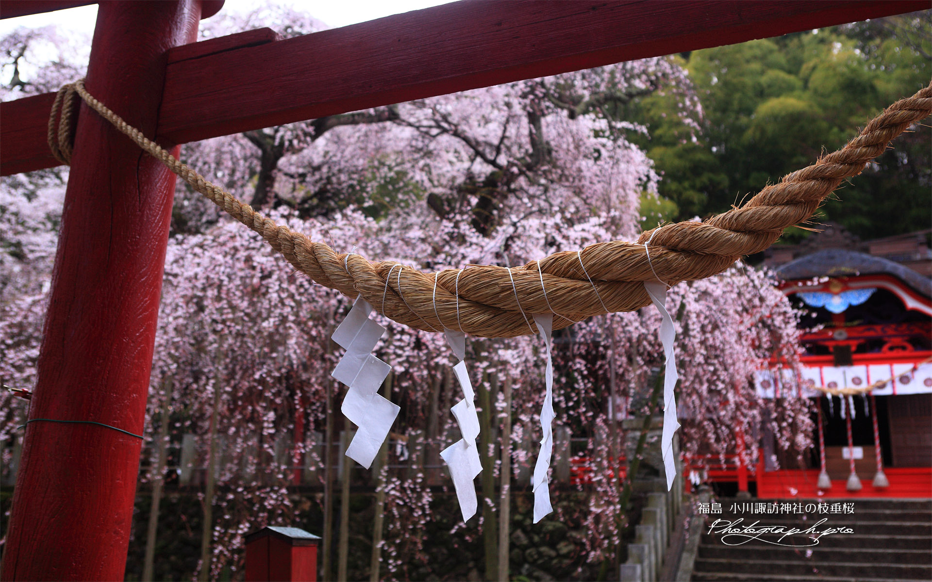 小川諏訪神社のしだれ桜