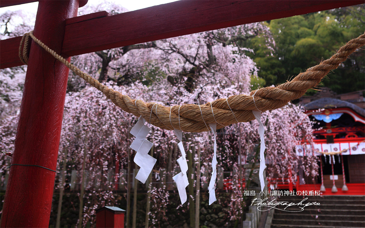 小川諏訪神社のしだれ桜 壁紙