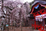 小川諏訪神社のシダレザクラ