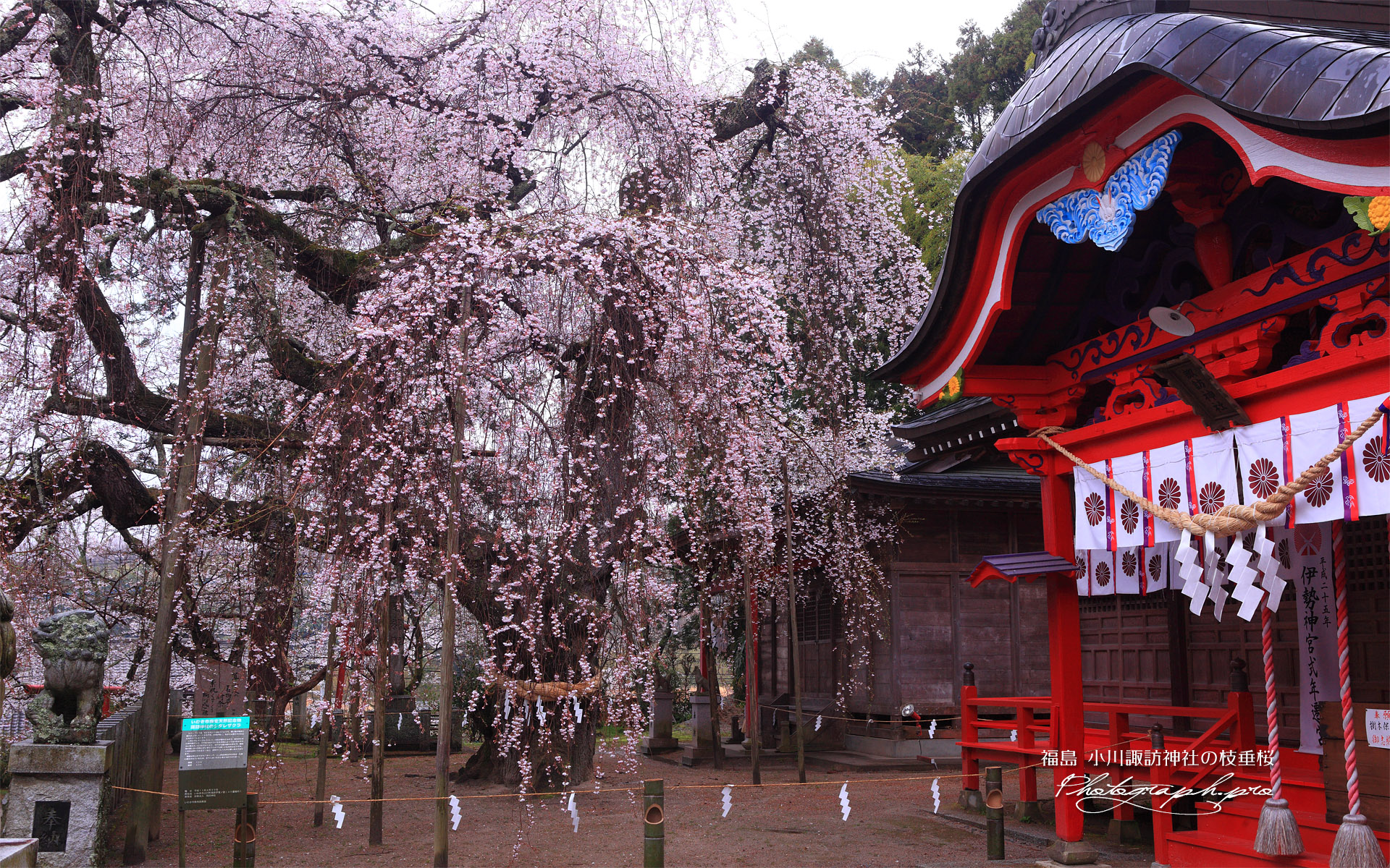 小川諏訪神社のシダレザクラ