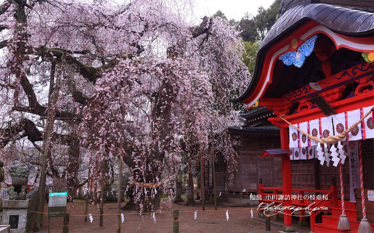 小川諏訪神社のシダレザクラ 壁紙