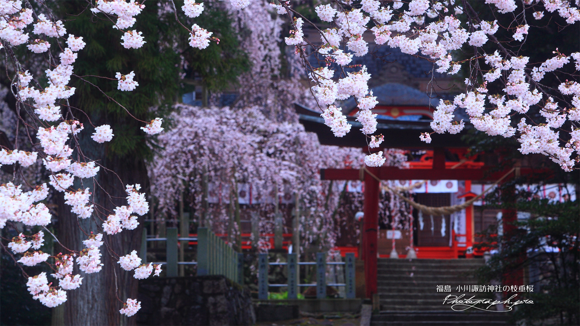 小川諏訪神社の枝垂桜