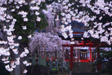 小川諏訪神社の枝垂桜