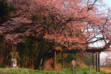 再会の西山辰街道の大桜