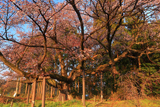 ヤマタノオロチのような西山辰街道の大桜