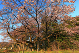 超広角で西山辰街道の大桜