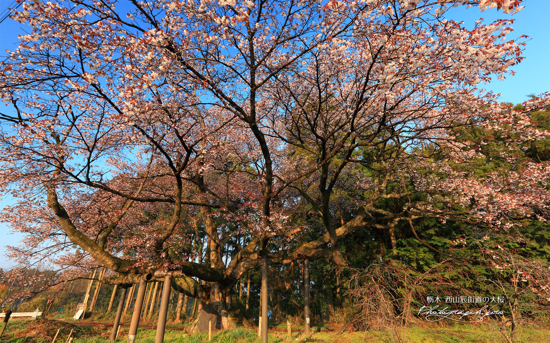 超広角で西山辰街道の大桜